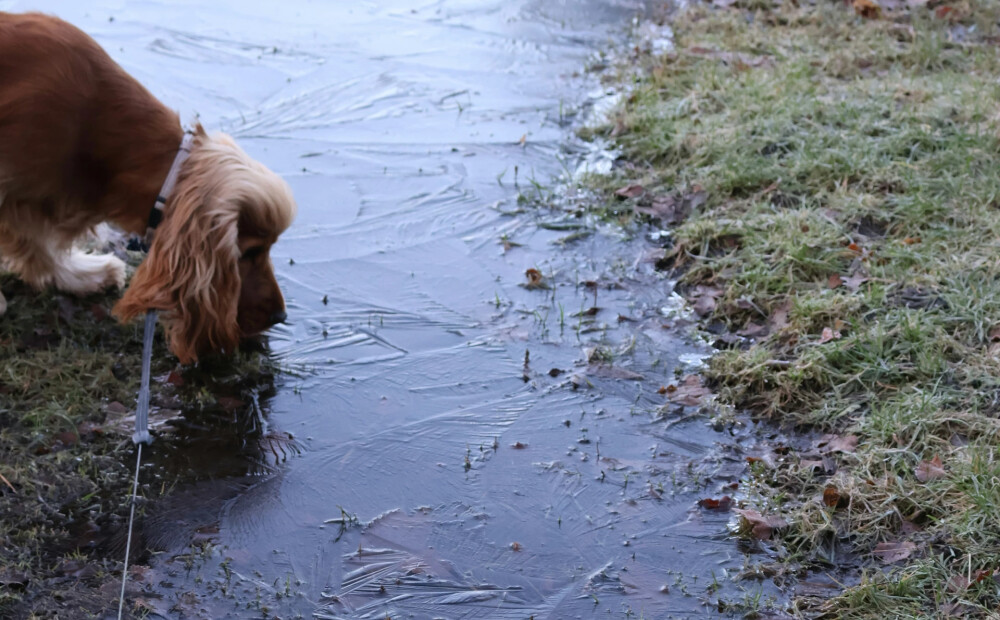 Naktī uz piektdienu Latvijā gaidāms sals - gaisa temperatūra noslīdēs līdz -4 grādiem