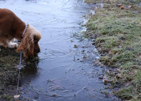Naktī Latvijā gaidāms sals.