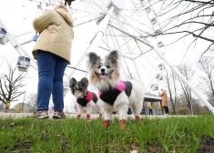 Pētījums: šis ir svarīgākais kustības noteikums, kas novērš astoņas slimības