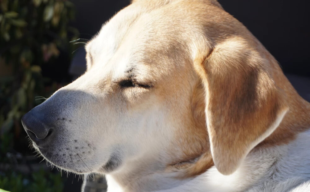 Lielajā piektdienā gaiss Latvijā iesils līdz +13 grādiem