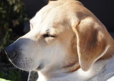 Lielajā piektdienā gaiss Latvijā iesils līdz +13 grādiem