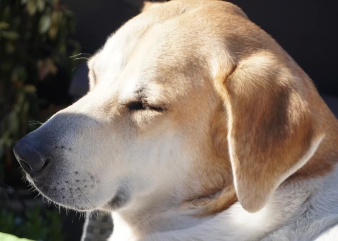 Lielajā piektdienā gaiss Latvijā iesils līdz +13 grādiem