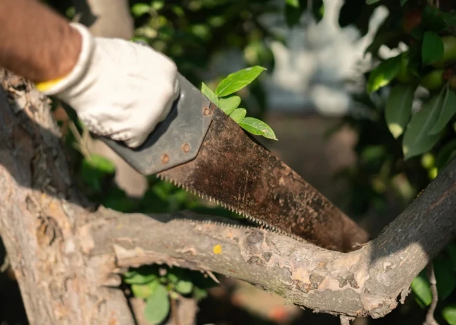 Ампутация пальца, удар деревом по голове и глубокие порезы: чем для жителей Латвии оборачиваются весенние работы