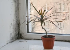 Даже маленькое пятно на стене может быть опаснее, чем кажется: что нужно знать о плесени