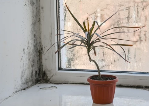 Плесень в квартире может годами вредить здоровью.