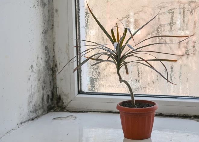 Даже маленькое пятно на стене может быть опаснее, чем кажется: что нужно знать о плесени