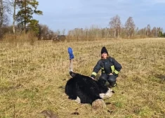 Neierasts bēglis Ventspils novadā: brīvprātīgie ugunsdzēsēji dodas glābt... izbēgušu strausu