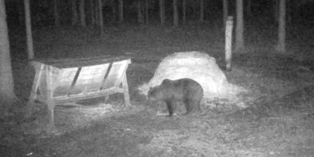 Lācis Ventspils novada Ancē.