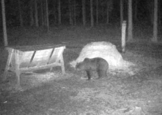 Mednieku kameras Ventspils novada Ancē fiksējušas lāci