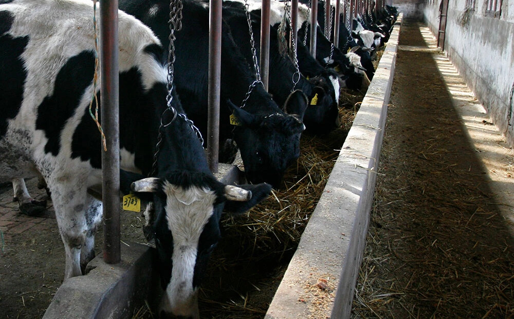 Ķīna apstiprinājusi, ka mutes un nagu sērgas uzliesmojums nācis no Krievijas