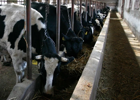 Mutes un nagu sērga ir ļoti lipīga, akūta vīrusslimība, kas skar pārnadžus.