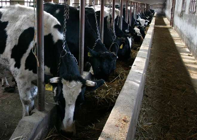 Ķīna apstiprinājusi, ka mutes un nagu sērgas uzliesmojums nācis no Krievijas