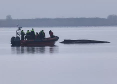 Baltijas jūras smiltīs iestrēgušā vaļa glābšanas drāma tuvojas beigām. Ministrs atklāj, ka glābējiem pat izsaka nāves draudus