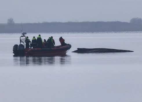 Valis iestrēdzis pie Pēla salas Vācijas piekrastē
