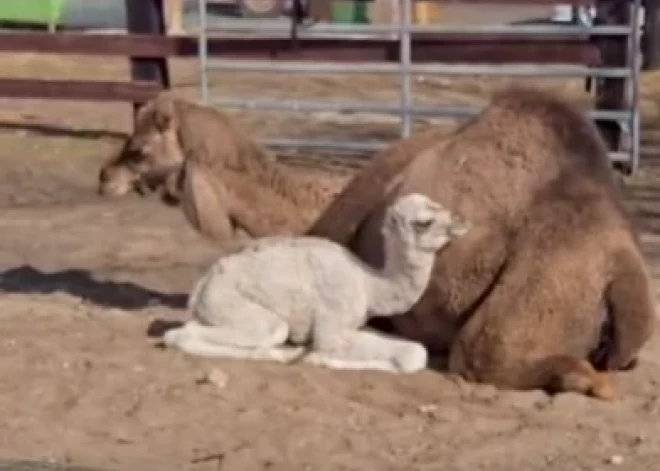VIDEO: "Kā skaista Lieldienu oliņa!" – Brīvdienu mājā "Atomi" piedzimis kamieļu mazulis