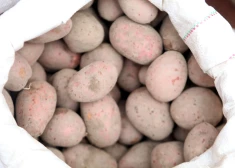 Дешевого картофеля в магазинах Латвии скоро может уже не быть