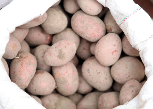 Латвийские фермеры признали, что новый сезон картофеля начинается в условиях полной неопределенности.