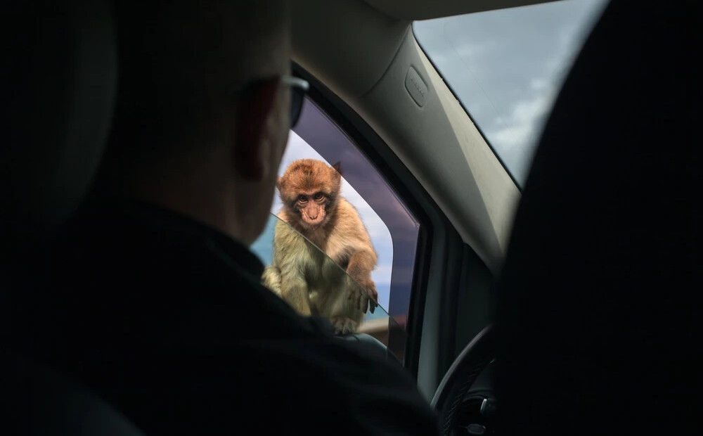 No pērtiķa kodieniem līdz 