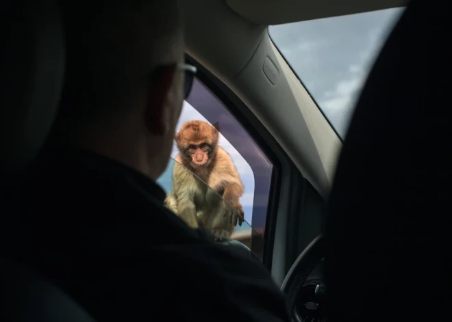 No pērtiķa kodieniem līdz "apēstiem" dzirdes aparātiem – amizantie apdrošināšanas gadījumi 