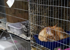 Pērn dzīvnieku patversmēs uzņemto dzīvnieku skaits samazinājies par 14,3%