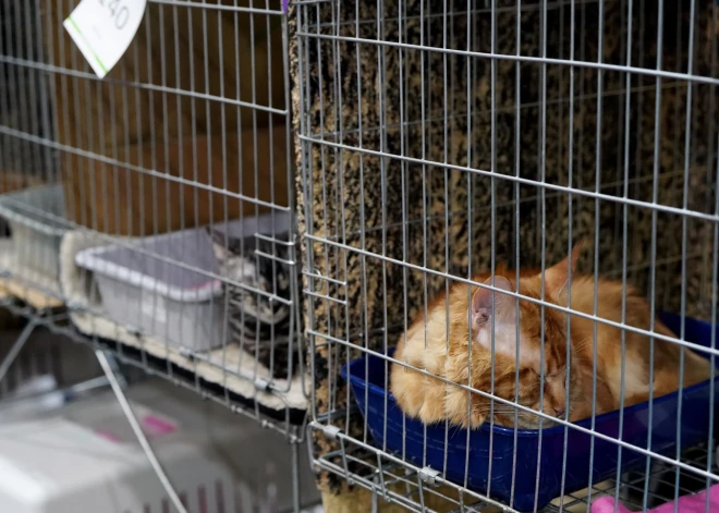 Pērn dzīvnieku patversmēs uzņemto dzīvnieku skaits samazinājies par 14,3%