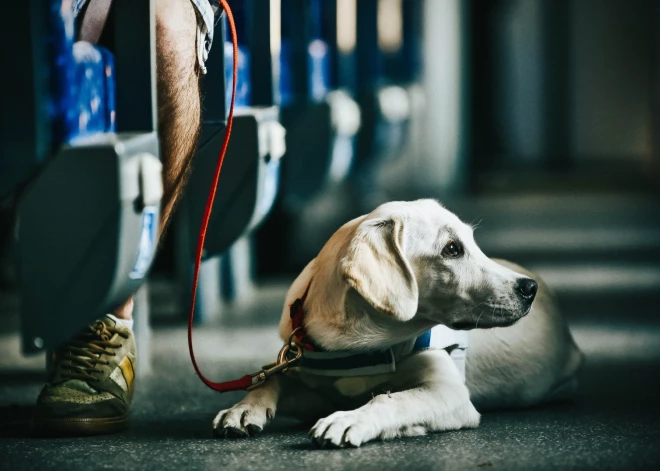 "Где я найду такой маленький намордник?" - латвийцы в соцсетях сцепились из-за собаки в электричке