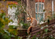 Латвийский город атакуют дикие звери. Жителей предупредили и рассказали о мерах предосторожности