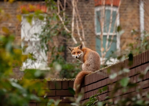 Лисы не боятся города.