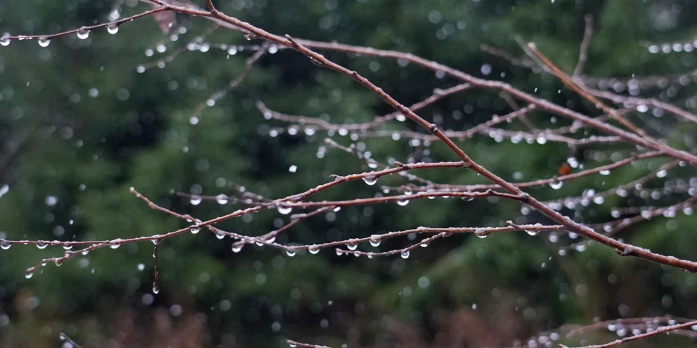 Koka zars ar lietus lāsēm.