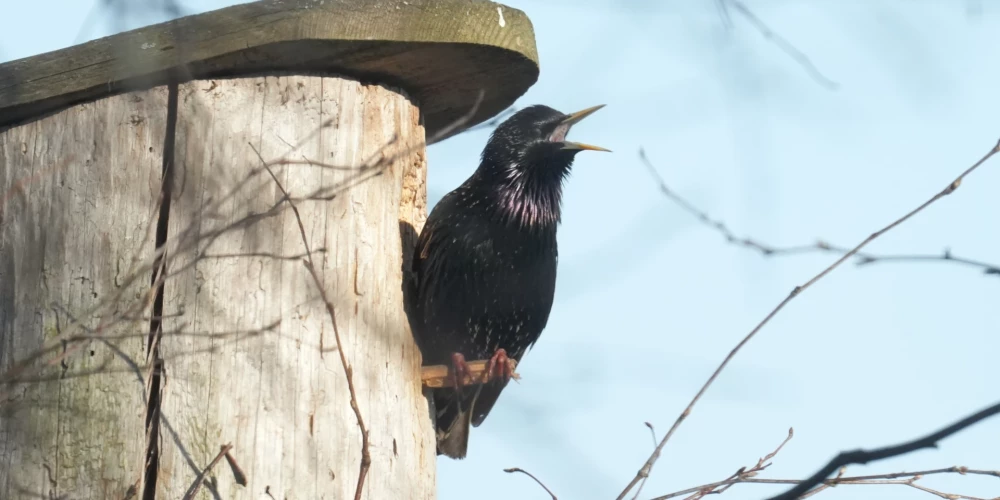Nedēļas sākumā gaidāmi nokrišņi, bet otrajā pusē - saule. 