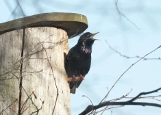 Nedēļas sākumā gaidāmi nokrišņi, bet otrajā pusē - saule