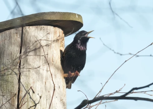 Nedēļas sākumā gaidāmi nokrišņi, bet otrajā pusē - saule. 