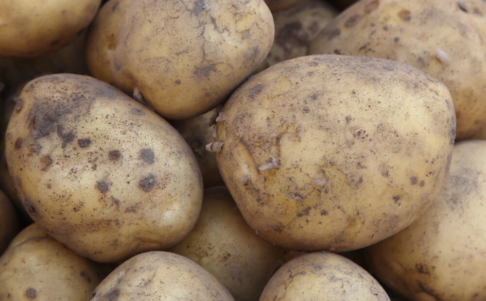 Kartupeļu audzētāji brīdina: tik lēti kartupeļi kā tagad drīz var kļūt par pagātni