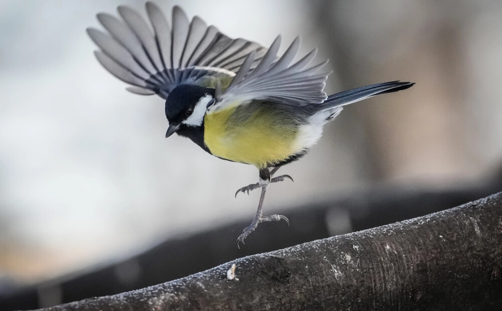 Gaidāms slapjš un vējains laiks. Laika prognoze pirmdienai