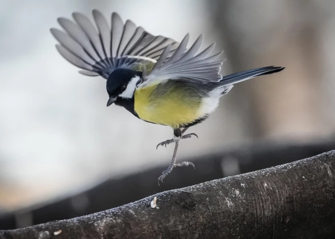 Gaidāms slapjš un vējains laiks. Laika prognoze pirmdienai