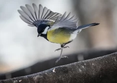 В понедельник ожидается дождливая и ветреная погода