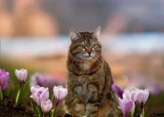 Šonedēļ būs jāstrādā vairākos virzienos - horoskops visām zodiaka zīmēm no 6.04. līdz 12.04.