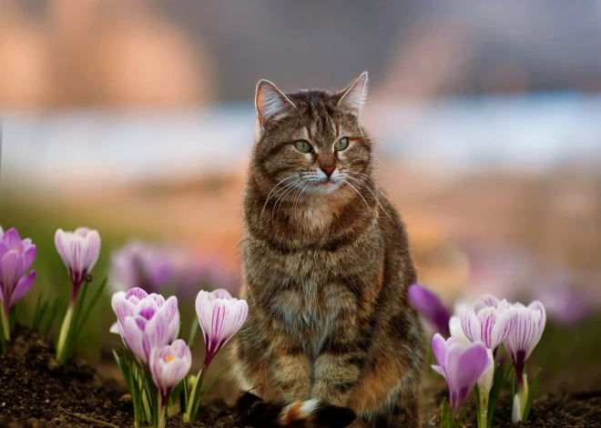 Šonedēļ būs jāstrādā vairākos virzienos - horoskops visām zodiaka zīmēm no 6.04. līdz 12.04.