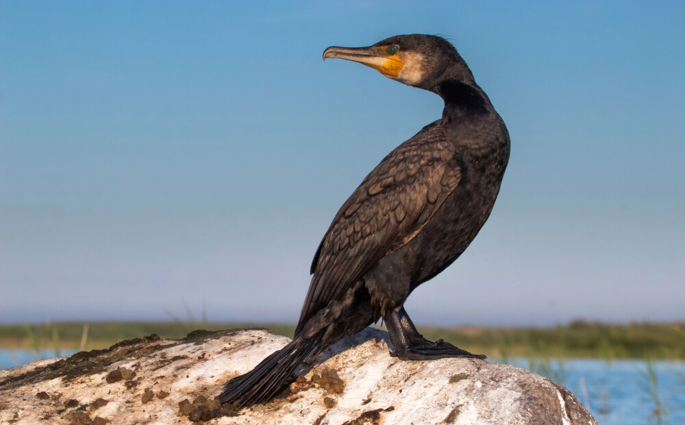 Ieraugi dabas norises, kas ikdienā bieži paliek nepamanītas! Aicina uz dabas pārgājienu Pāvilostā