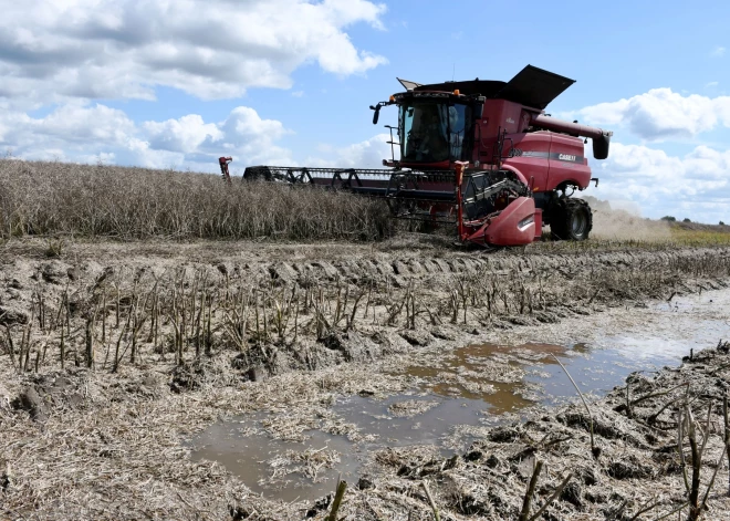 Латвийские фермеры не ждут в этом году хорошего урожая. В чем проблема?