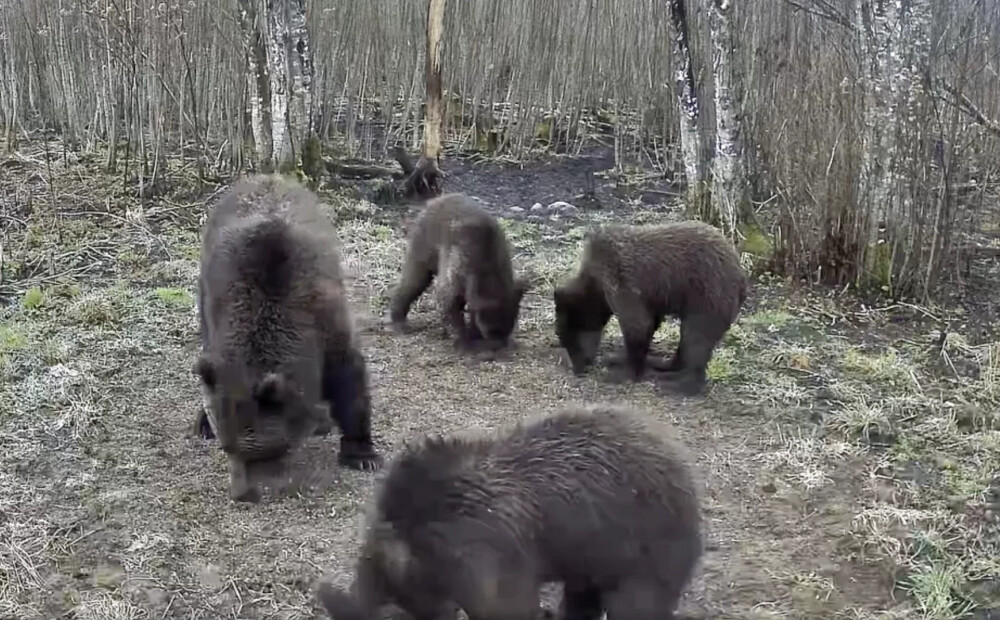VIDEO: rets skats - Igaunijā fiksēta paprāva lāču ģimenīte