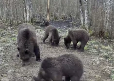 VIDEO: rets skats - Igaunijā fiksēta paprāva lāču ģimenīte