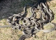 VIDEO: "Es ar sirdi aizietu!" Lietuvā iemūžināts video, kas daudziem uzdzen šermuļus