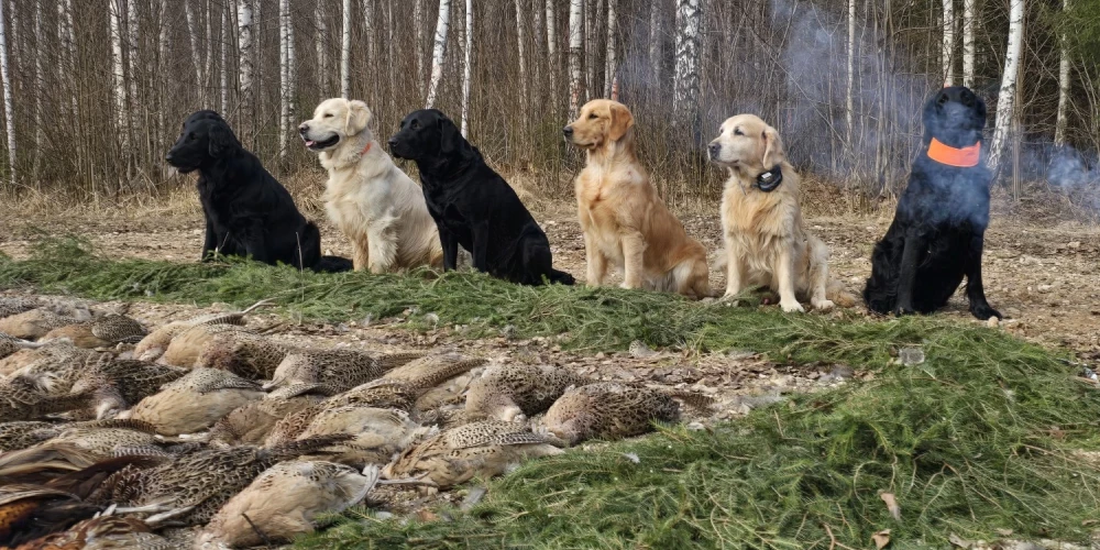На Кипсале расскажут и покажут, чем отличаются охотничьи собаки разных пород.