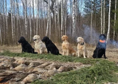 От таксы до лабрадора: в Риге пройдет показ охотничьих собак с демонстрацией навыков