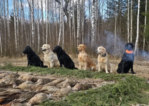 На Кипсале расскажут и покажут, чем отличаются охотничьи собаки разных пород.