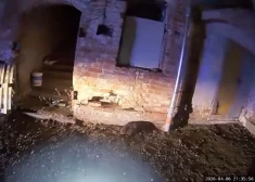 VIDEO: neparasts izsaukums Rīgā: policisti steidz glābt ievainotu bebru pilsētas centrā