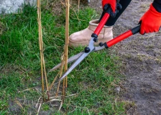 Agronome iesaka, kā atdzīvināt zālienu pēc ziemas un atgūt sulīgi zaļu pagalmu
