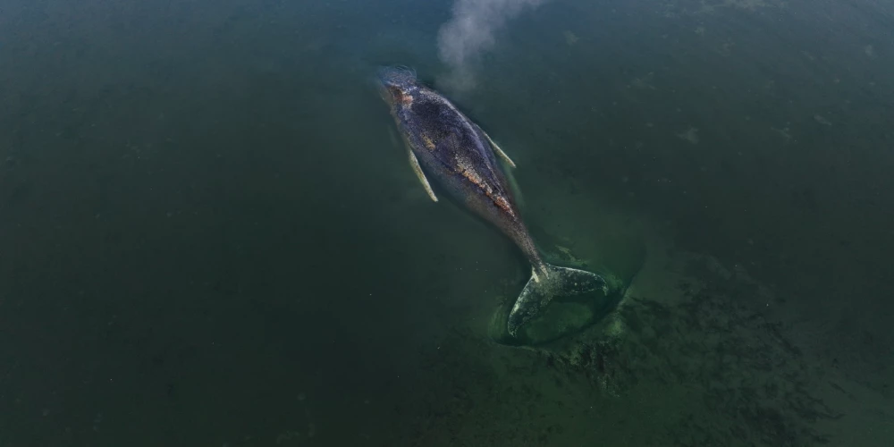 Valis Timmijs pie Vācijas piekrastes