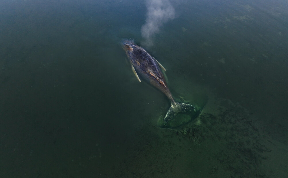 Pie Vācijas piekrastes izšķiras milzu vaļa Timmija liktenis. Speciālisti izsakās, kas ar viņu notiks